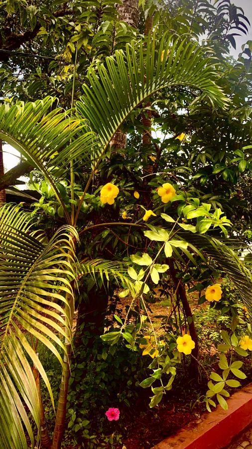 Stan-Inn, North Goa, Vagator, With Strong Wifi,Free Private Parking & Kitchen, Can Cook Where You Stay Eksteriør billede